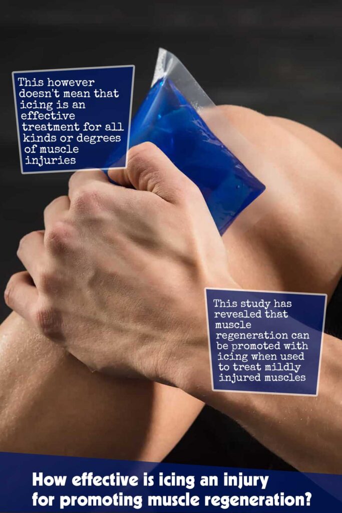 How Effective Is Icing an Injury for Promoting Muscle Regeneration?